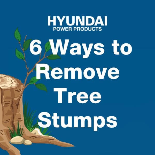 How To Kill A Tree Stump 6 Ways To Remove Stumps