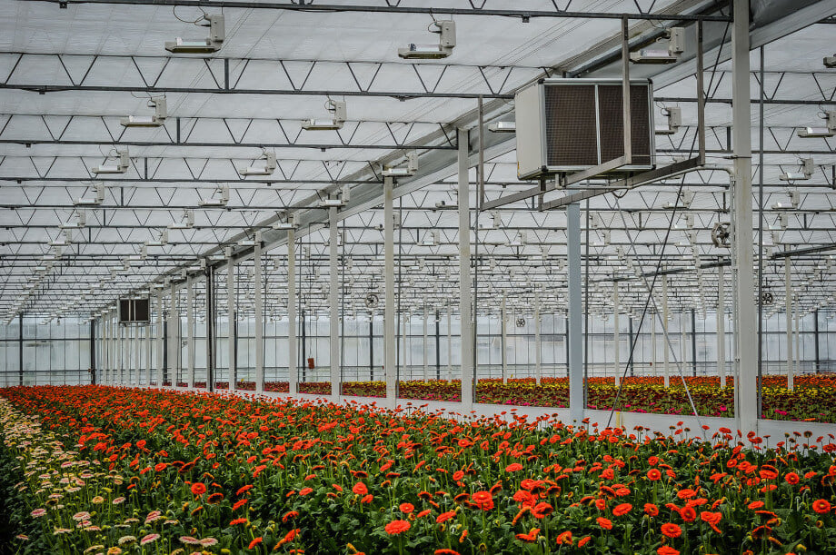 Greenhouse Dehumidification to Reduce Energy Costs and Improve Plant Health
