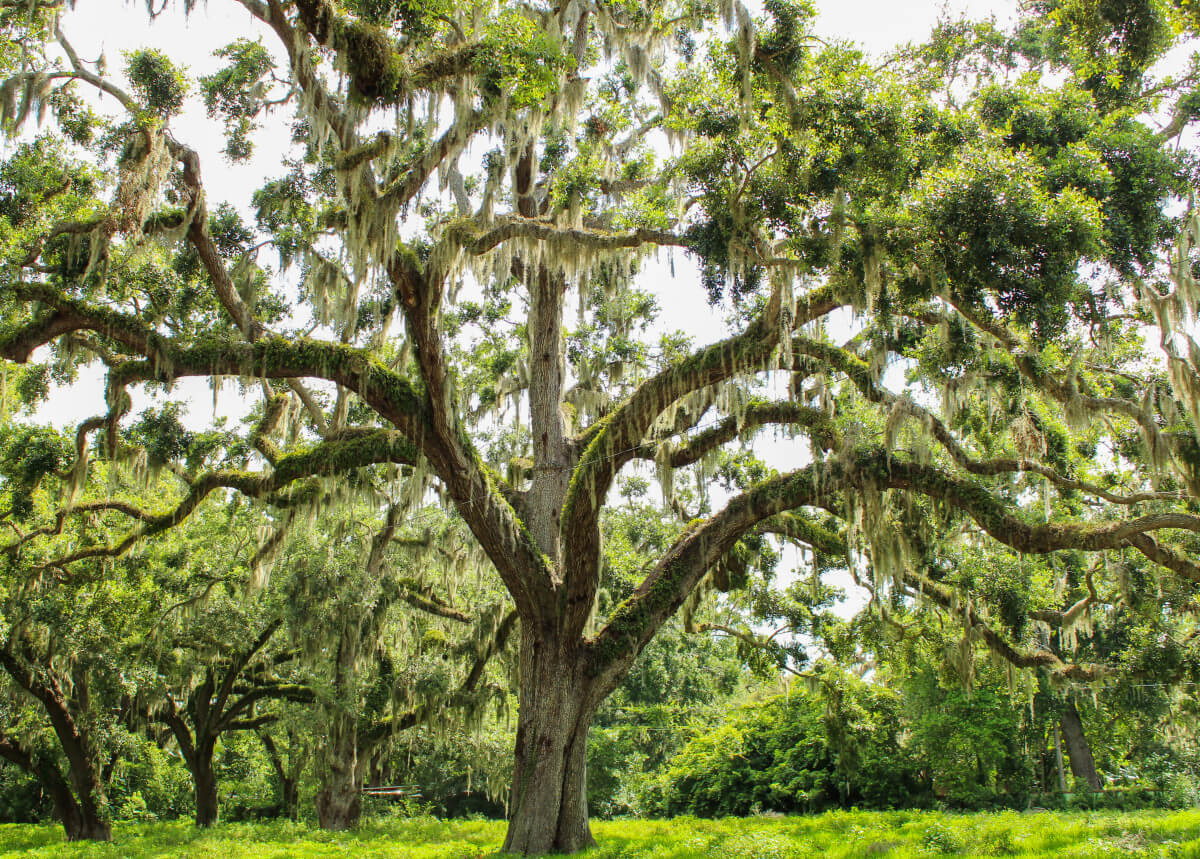 6 Ways to Protect Your Trees Against Late Summer Storms