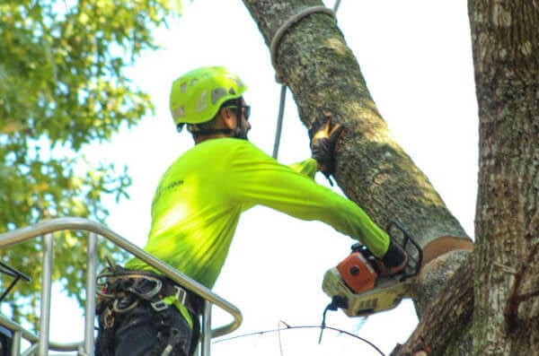 The Importance of Safety in Arboriculture: Protecting Workers and Customers