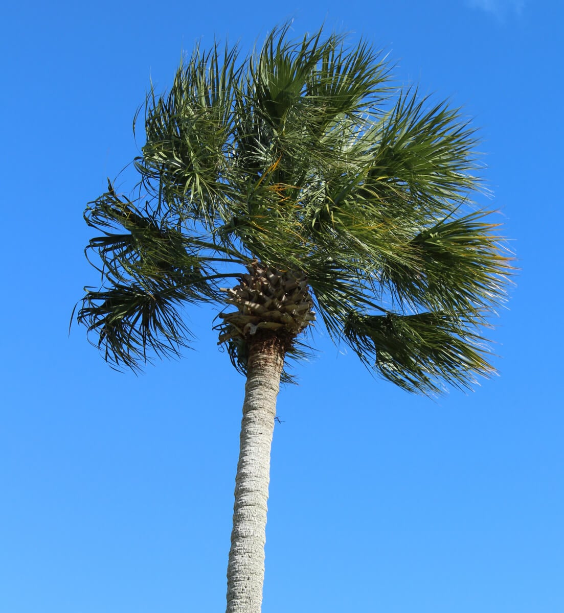 Tree service information: Tree Work Now, image size:1103x1200