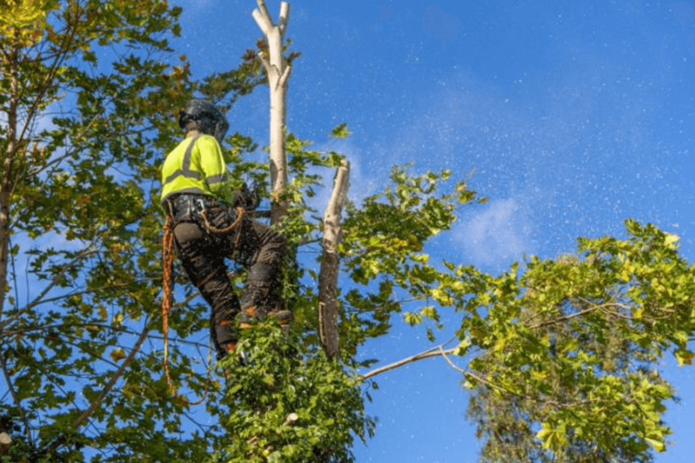 The Dos and Don’ts of Tree Pruning: Best Practices