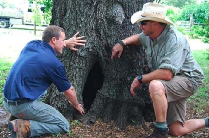 Arborist Assessments Help Safeguard Your Palm Coast Property