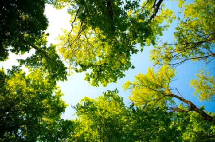 When to Call a Certified Arborist in Orlando