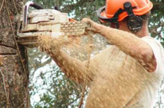 Why Hiring a Certified Arborist in Orlando is Essential for Your Trees