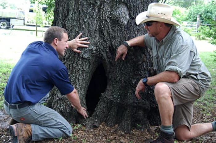 A Certified Arborist Answers Your Top Questions about Tree Health and Maintenance