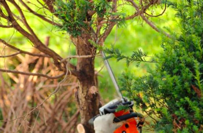 How Certified Arborists Improve Tree Health in Sanford, FL