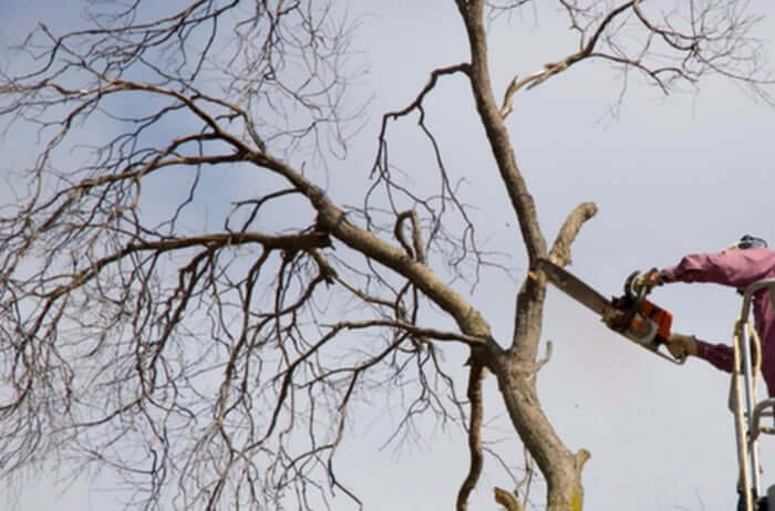 The Real Cost of Ignoring a Dead Tree: Liability, Insurance, and Orlando Property Values