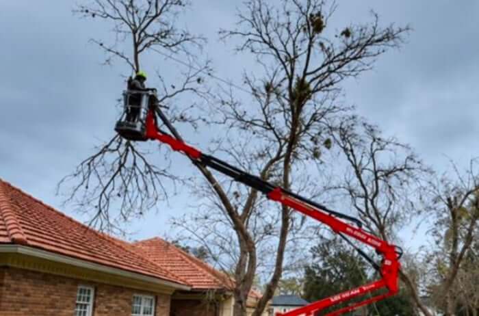 Emergency Tree Removal When a Tree Falls on Your Orlando Home