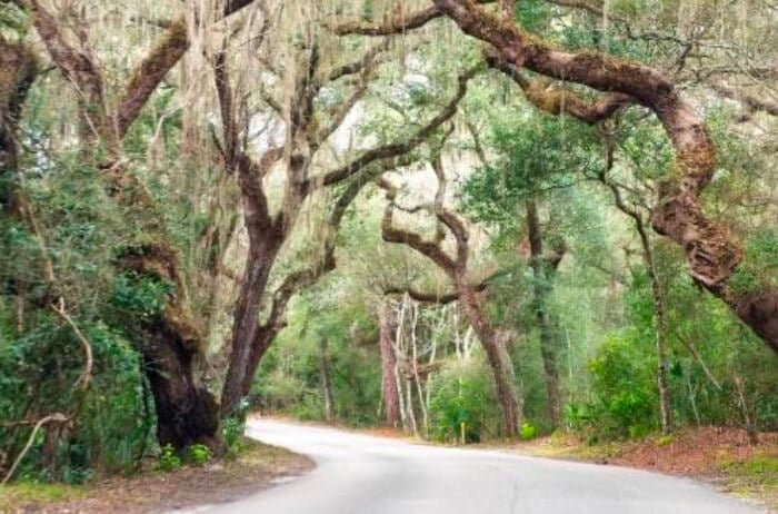 How Winter Affects Trees in DeLand and How to Protect Them