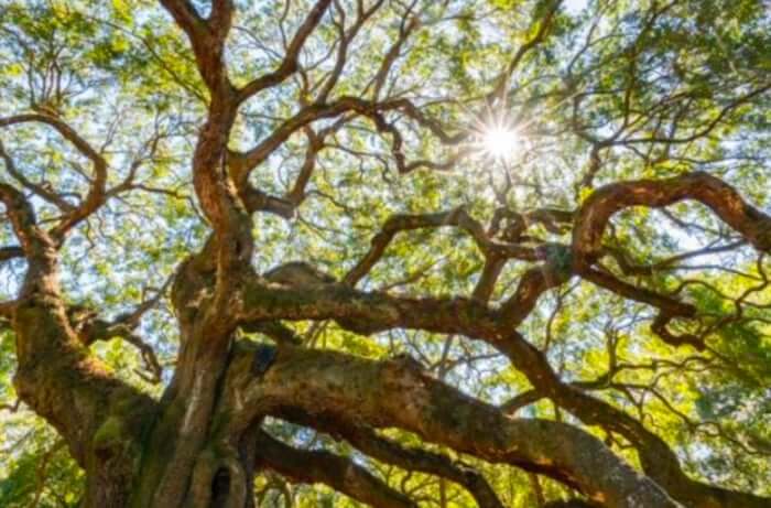 Why the Laurel Oak is Orlando’s Most Hazardous Tree