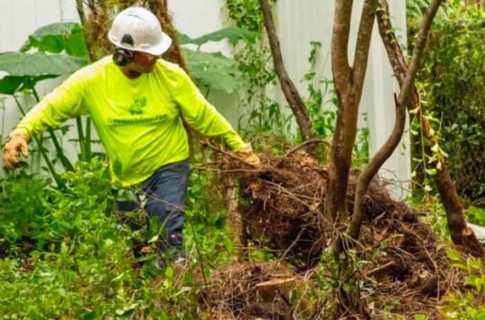 Lightning Damage to Orlando Trees