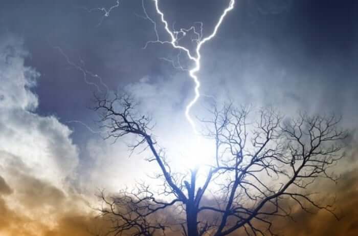 Lightning-Struck Tree: Can It Be Saved or Must It Come Down?