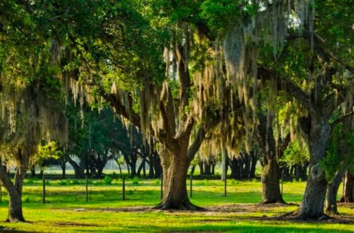 Orlando Live Oak Tree Service: Expert Care