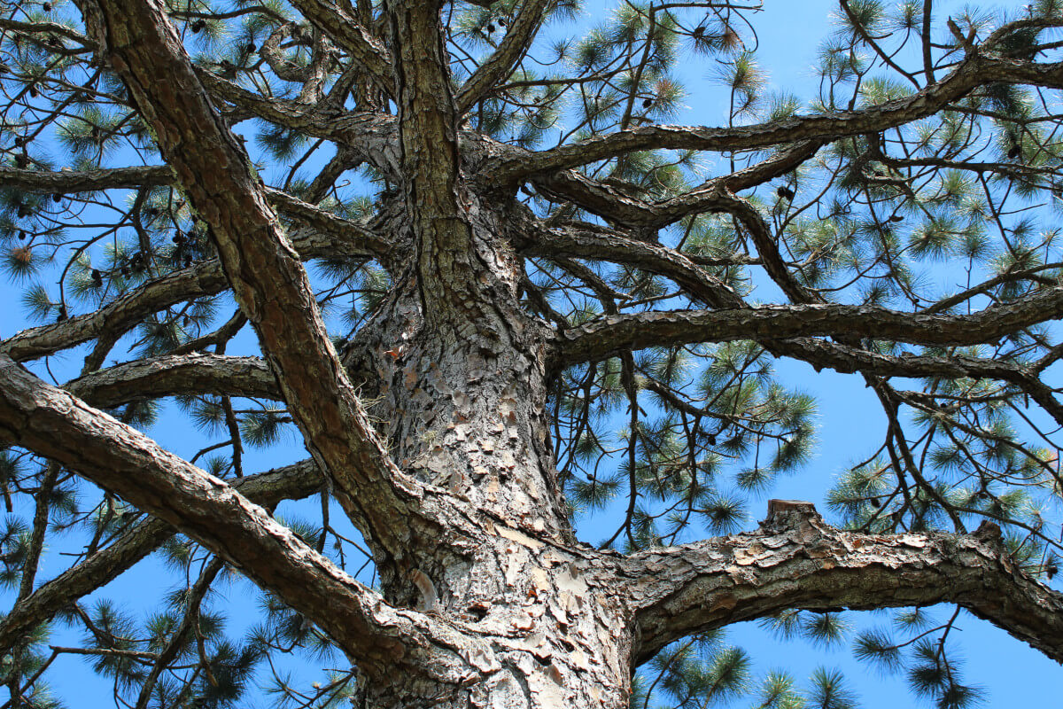 How to Grow and Care for Longleaf Pine