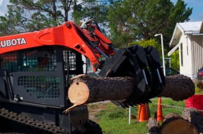 Oak Tree Removal in Orlando: What to Know