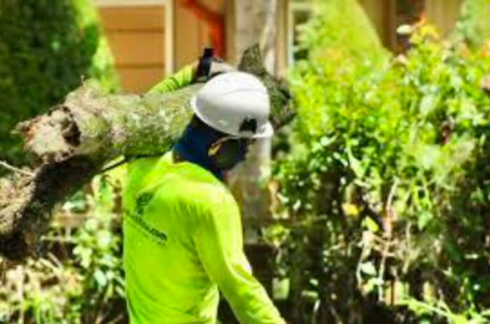 What Can a Certified Orlando Arborist Do for You?