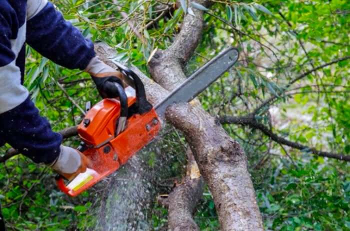 Certified Arborist Orlando FL: Credentials Matter