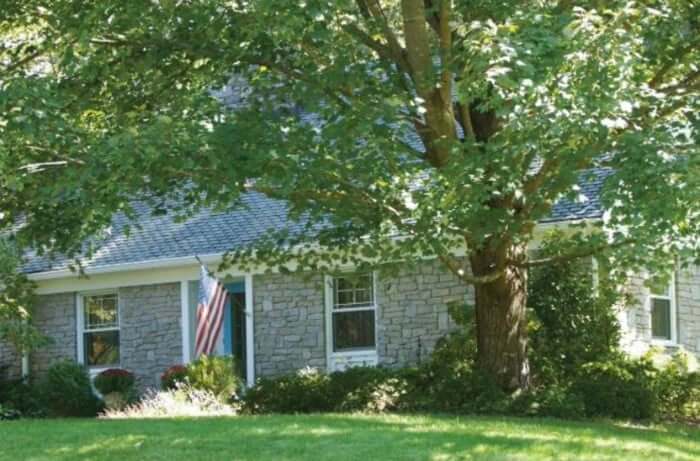 Understanding Tree Health: What Orlando Homeowners Should Know