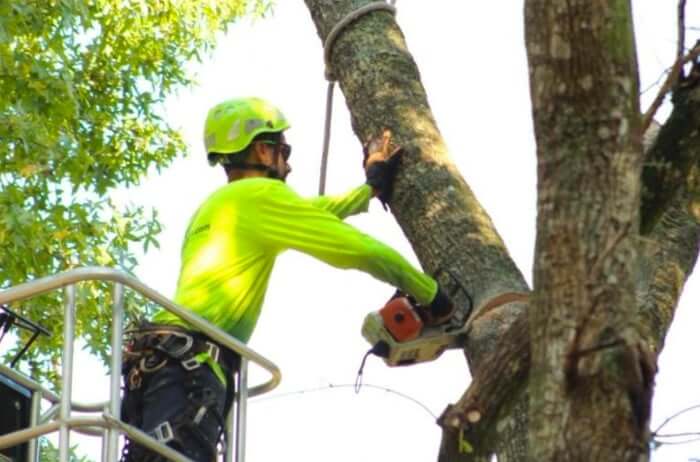 Orlando Tree Pruning Service: Seasonal Guide