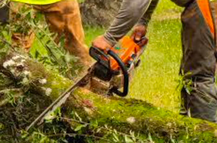 Are You Hiring The Right Orlando Tree Service?