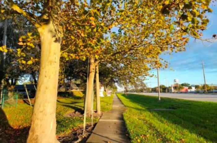 Professional Tree Service Orlando: Complete Fall Tree Care Checklist for Central Florida Homeowners