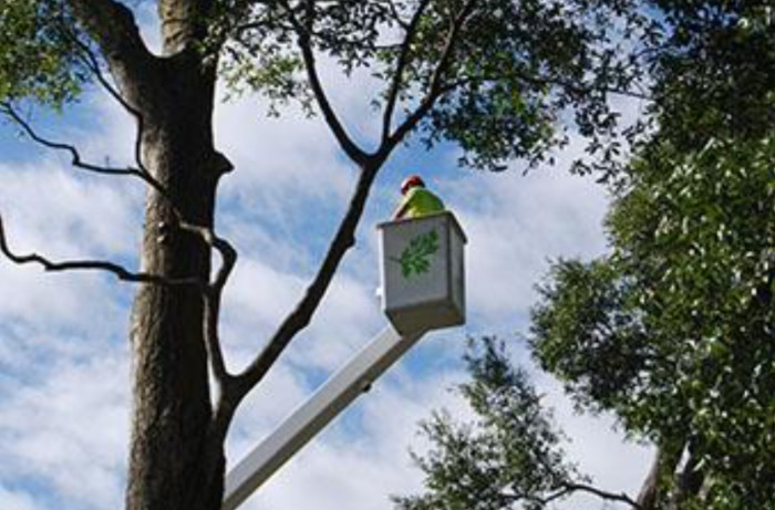 The Benefits of Regular Tree Trimming for Orlando Homeowners
