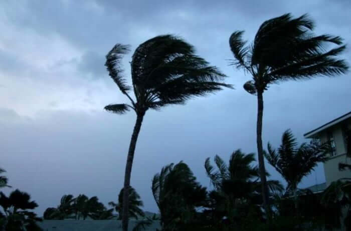 Storm Prep and Tree Care 101: Keeping Safe in Central Florida