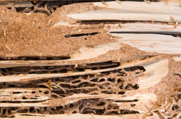 Termites, Carpenter Ants, and Borers: When Bugs Mean Your Orlando Tree Is in Trouble