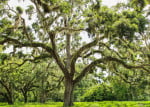 6 Ways to Protect Your Trees Against Late Summer Storms