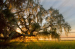 Choosing the Right Tree for Your Property: Central Florida Tree Care Edition