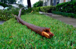 How Your Daytona Beach Tree Service Can Help With Storm Cleanup