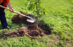 Port Orange Tree Service Pros Give  3 Tree Planting Mistakes