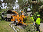 How Regular Tree Maintenance Can Enhance Your Property Value