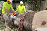 Tree Removal: When Is It Necessary and How Is It Done Safely?