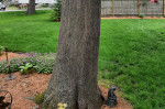 An Arborist Shares How Your Trees and Grass Can Both Thrive