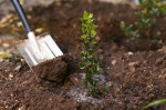 How To Establish Your Newly Planted Tree