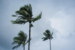 An Orlando Arborist’s Guide To Preparing Your Trees For Hurricane Season