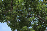Orlando Tree Service Pros Help You Understand Tree Health