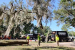 Top Quality Tree Care and More: What to Expect When Hiring Tree Work Now