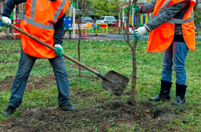 Tree Care Tips: How to Avoid the Top 3 Tree Planting Mistakes