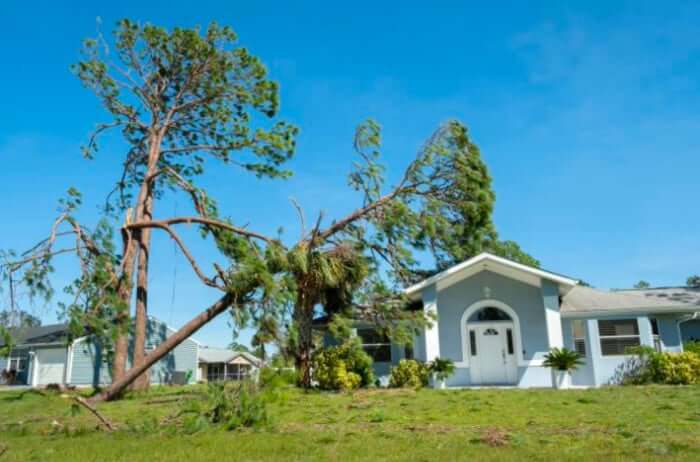 Why Regular Tree Check-ups in Minneola are Important