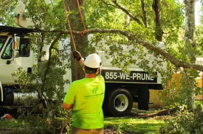 The Orlando Homeowner’s Guide to Tree Health
