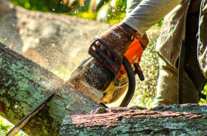 How Poor Tree Maintenance Costs Orlando Homeowners Thousands