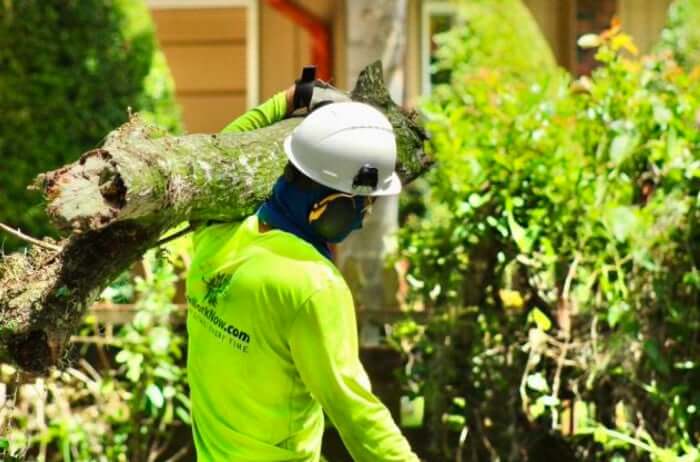 Tree Pruning Orlando: The Ultimate Guide