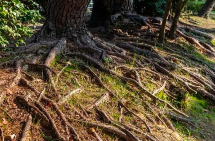 Tree Roots vs. Your Foundation: Eight Steps Orlando Homeowners Can Take to Protect Them Both