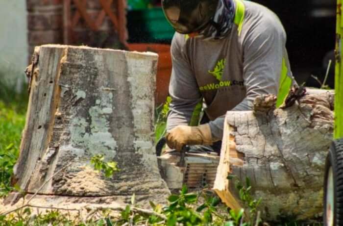 Professional Tree Service Orlando: Pre-Summer Preparations