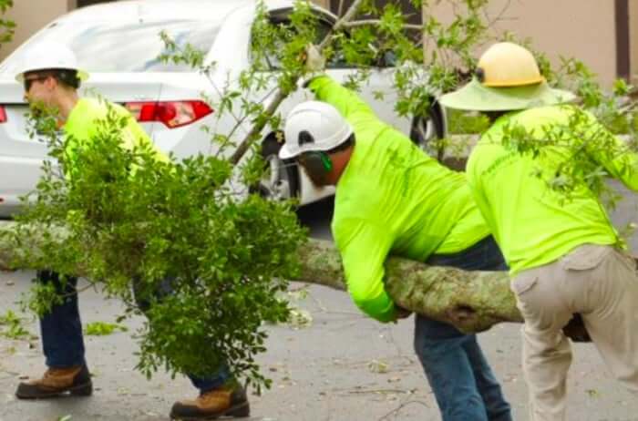 Orlando Tree Watering Guidelines: How Heat Affects Trees