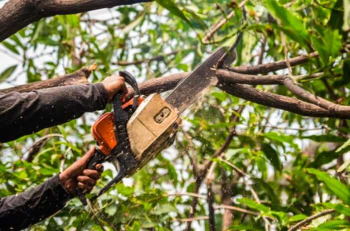 New Year, New Landscape: Why Winter Pruning is Ideal in Central Florida