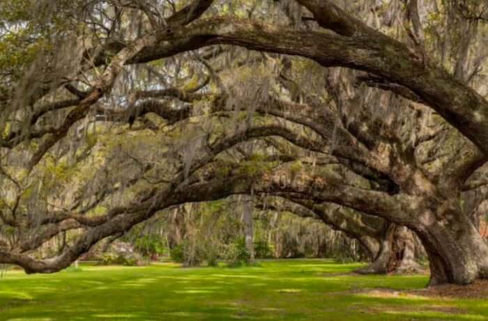 Winter Tree Pruning Orlando: Best Time to Prune Oaks, Citrus, and Florida Native Trees